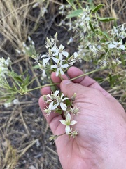 Clematis ligusticifolia