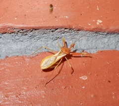 Harpactorini