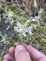 Clematis ligusticifolia