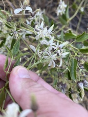 Clematis ligusticifolia
