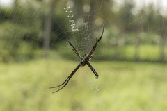 Argiope anasuja