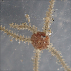 Amphipholis squamata