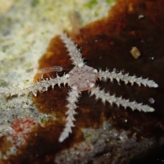 Amphipholis squamata