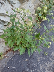Brickellia grandiflora
