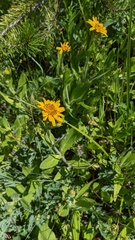 Arnica chamissonis