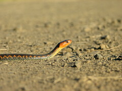 Thamnophis sirtalis concinnus