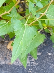 Brickellia grandiflora