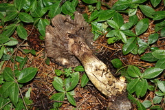 Gomphidius oregonensis