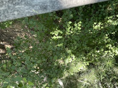 Carpinus turczaninovii