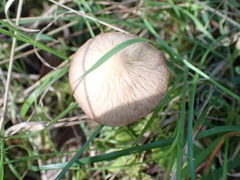 Conocybe apala