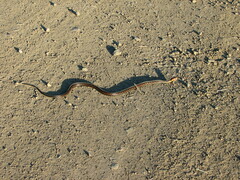 Thamnophis sirtalis concinnus