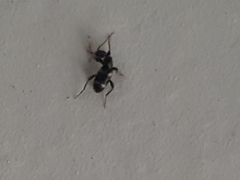 Floydwernerius australis