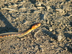 Thamnophis sirtalis concinnus
