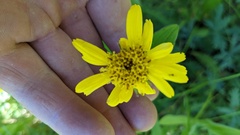 Arnica chamissonis