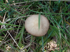 Conocybe apala