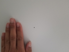 Floydwernerius australis