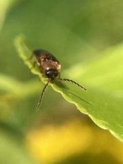 Ampedus areolatus