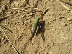 Metrioptera brachyptera