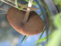 Conocybe apala