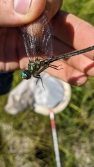 Somatochlora semicircularis