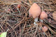 Coprinellus radians