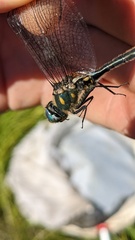 Somatochlora semicircularis