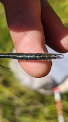 Somatochlora semicircularis