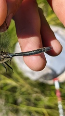 Somatochlora semicircularis