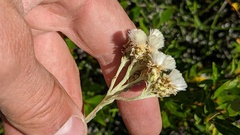 Antennaria pulcherrima