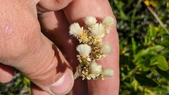 Antennaria pulcherrima