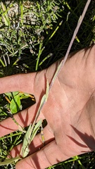 Antennaria pulcherrima