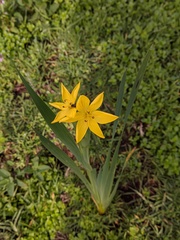 Sisyrinchium tolucense