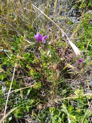 Vicia sativa