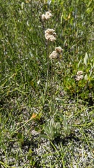 Antennaria pulcherrima