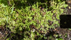 Marchantia polymorpha montivagans
