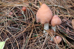 Coprinellus radians