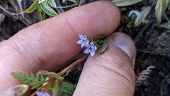 Gentianella amarella