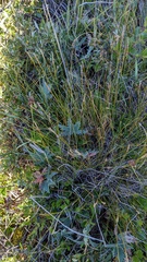 Carex myosuroides