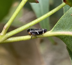 Eurymeloides bicincta