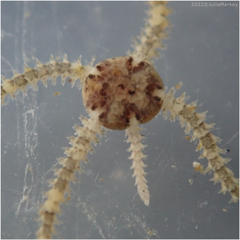 Amphipholis squamata