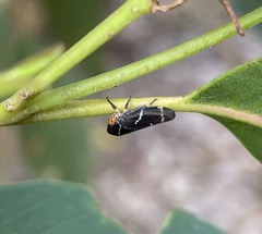 Eurymeloides bicincta