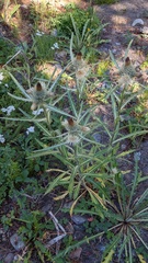 Cirsium hookerianum
