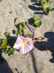 Calystegia soldanella