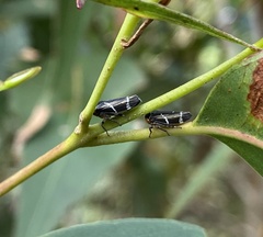 Eurymeloides bicincta