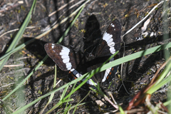 Limenitis arthemis rubrofasciata