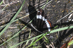 Limenitis arthemis rubrofasciata