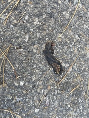 Ichthyosaura alpestris