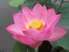 Nelumbo nucifera