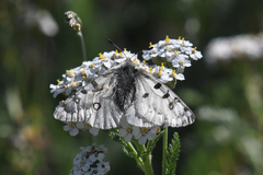 Parnassius smintheus