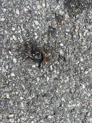 Ichthyosaura alpestris